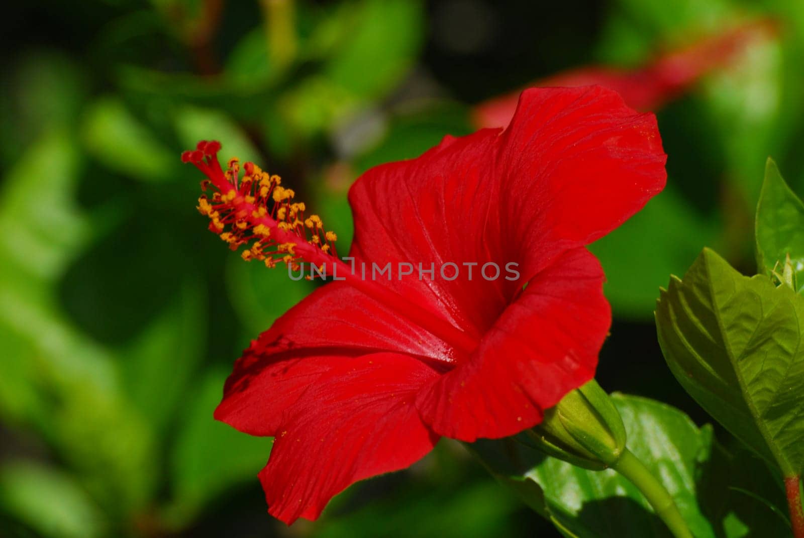Red hibiscus