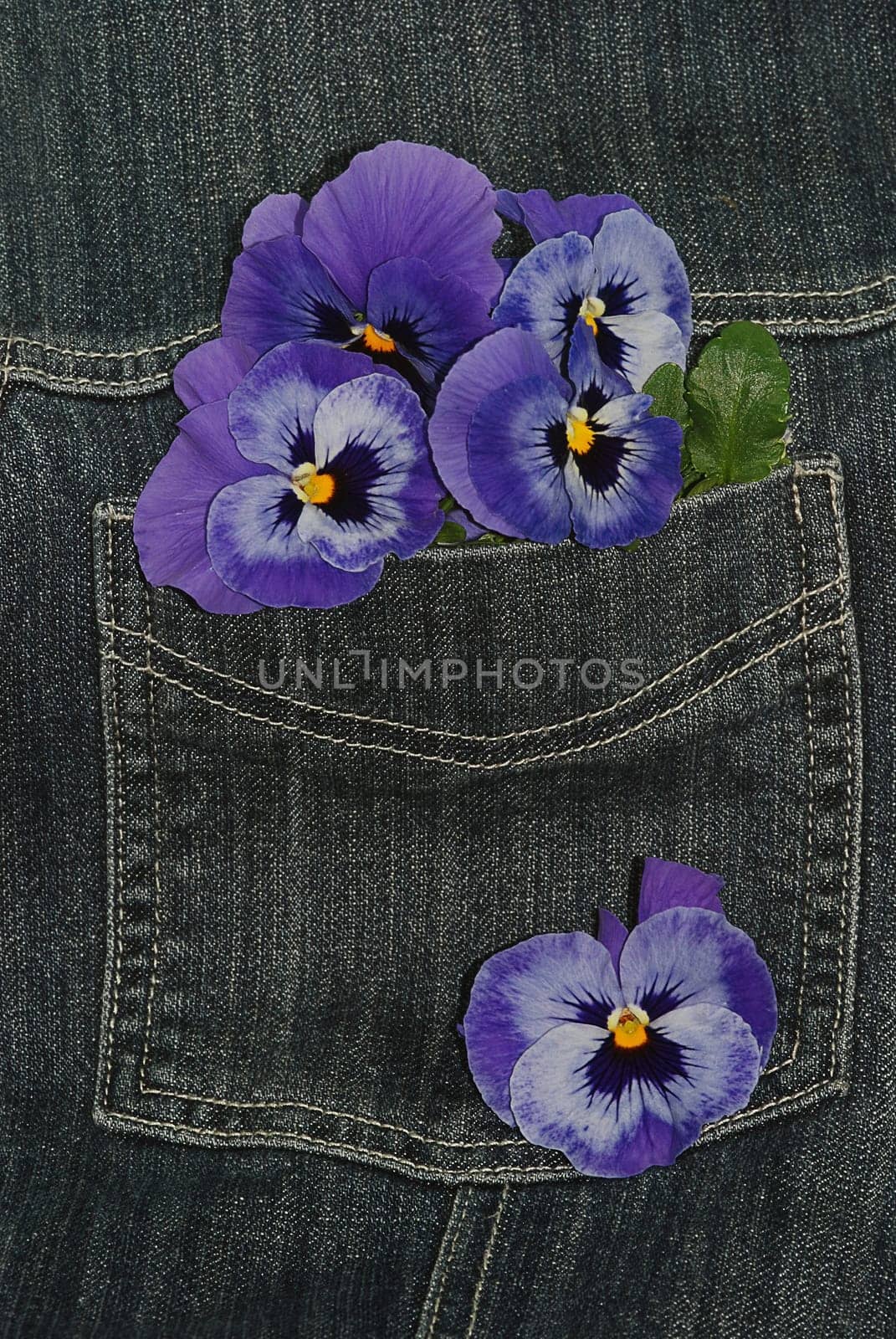 Pansy