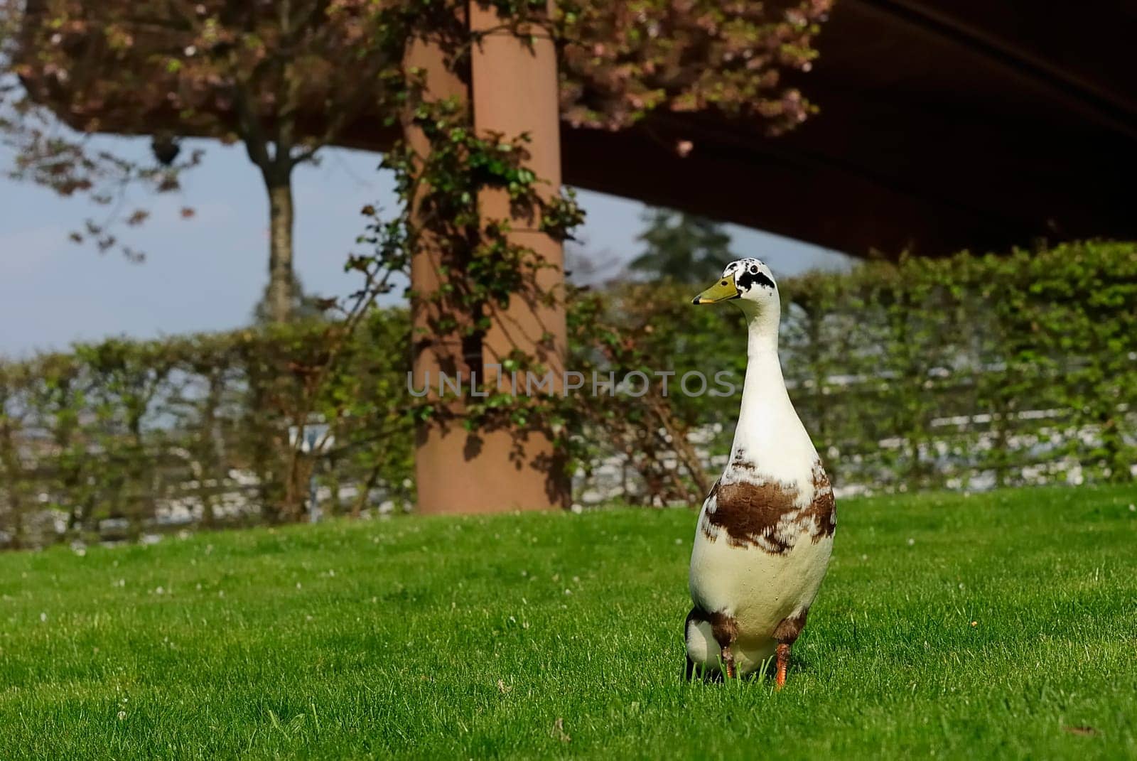 Runner duck 15