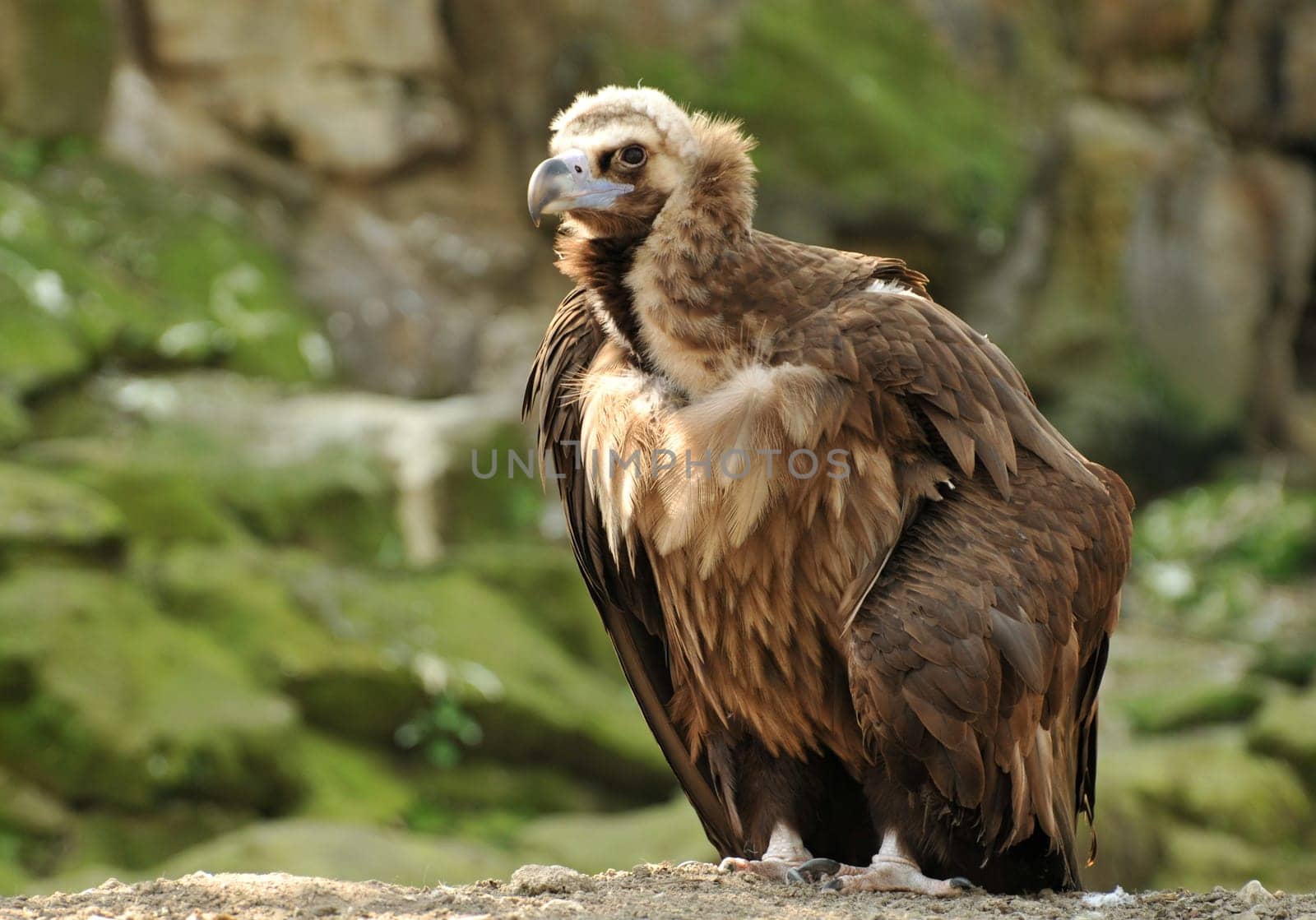 Black vulture