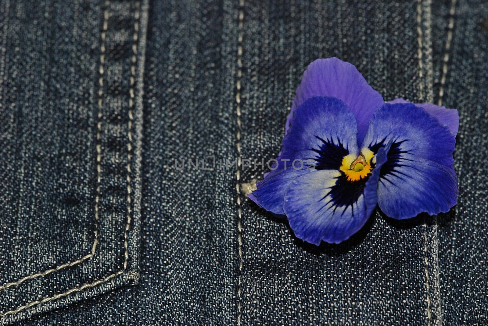 Flower in buttonhole