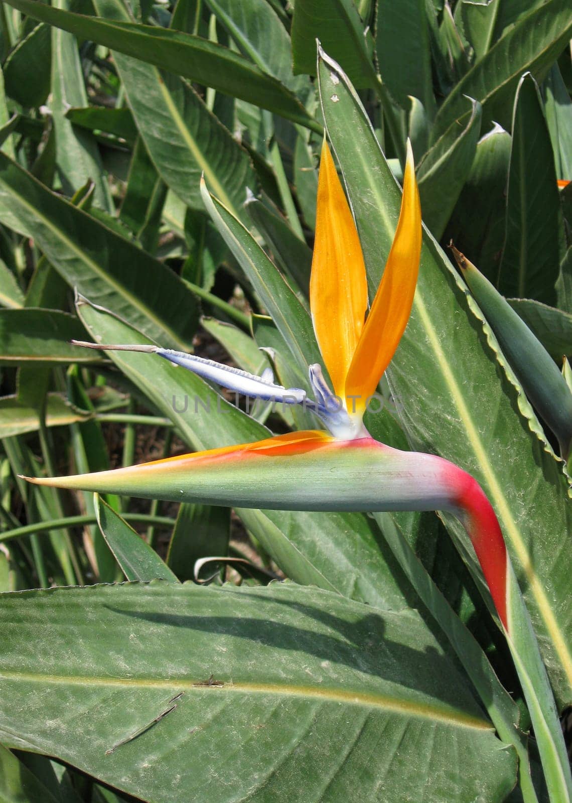 Wild Strelitzias