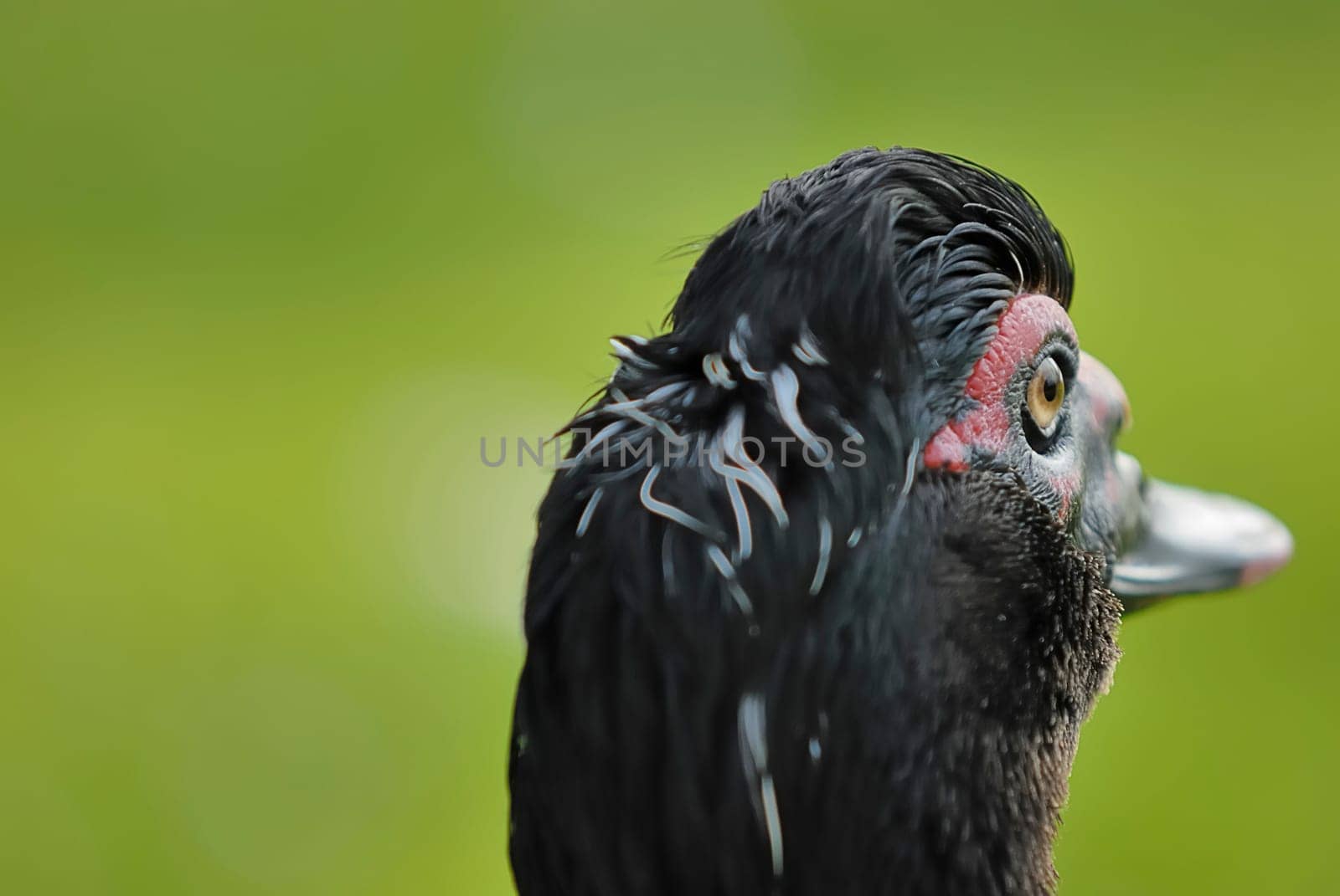 Musk Duck 4