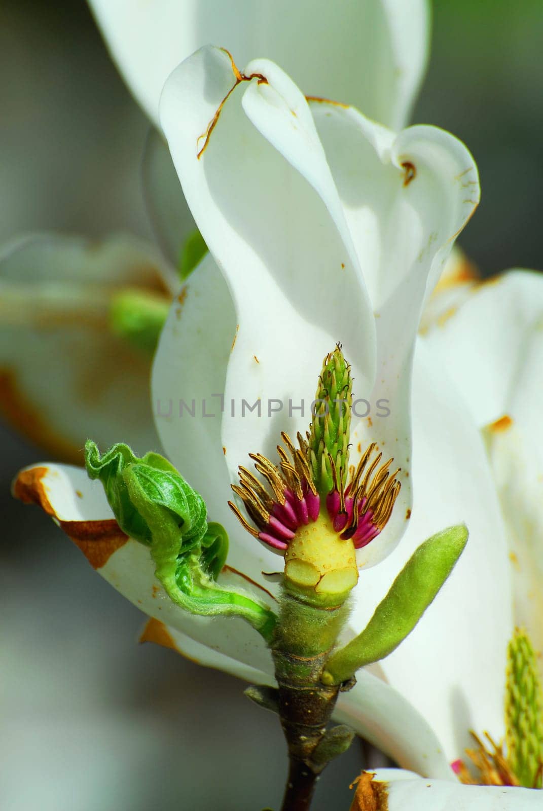 Withered Magnolia Blossom