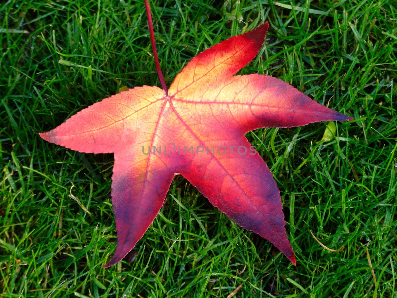 Maple Leaf (Acer)