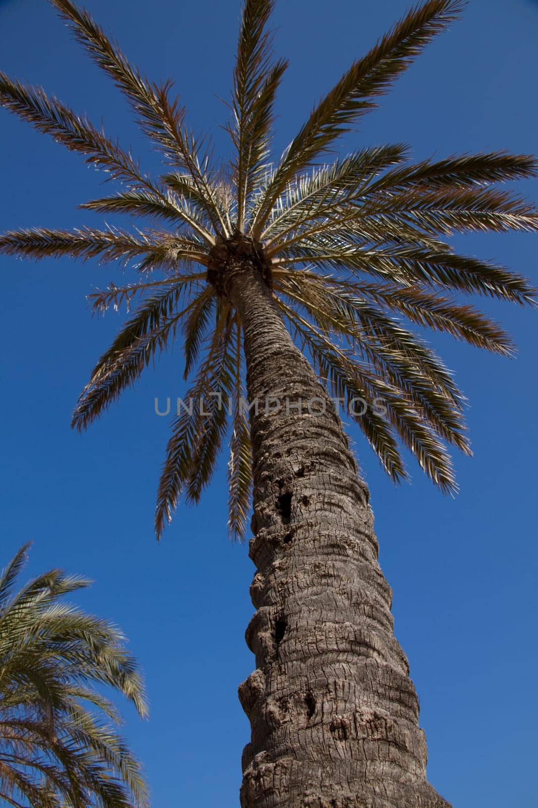 Palm tree