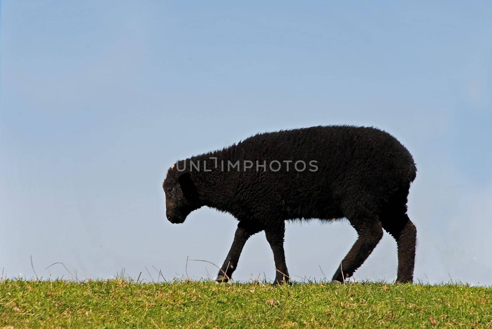 black sheep