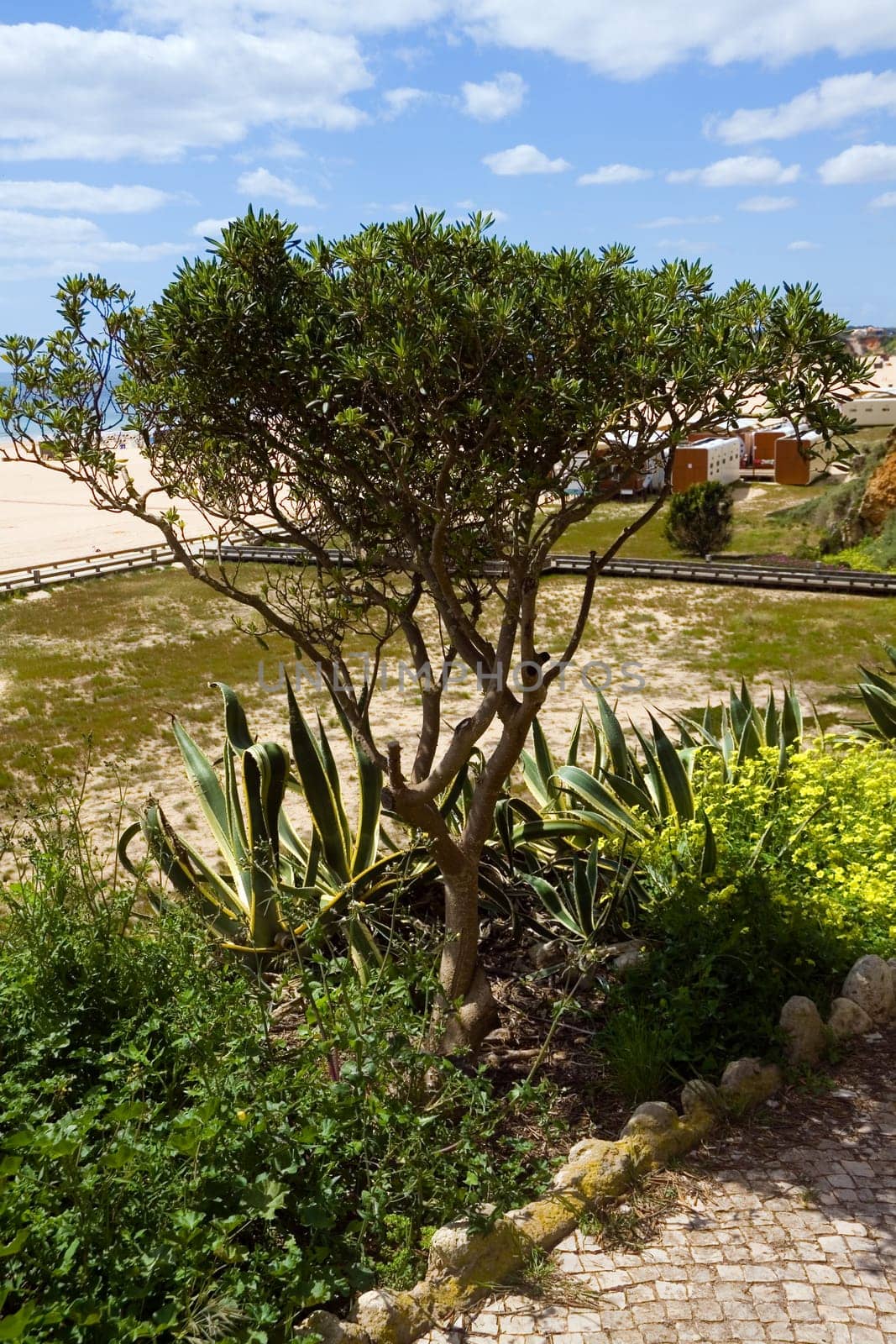 Praia da Rocha,Portugal,Portimao GARDEN