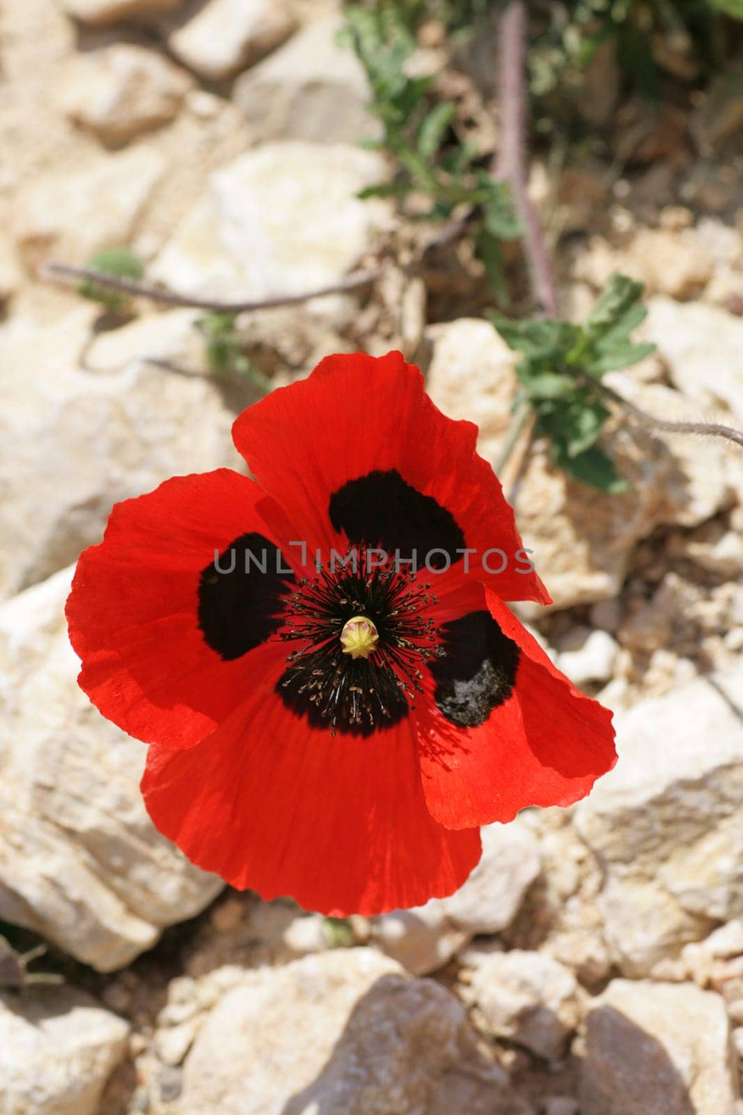 Poppy blossom in the mountains