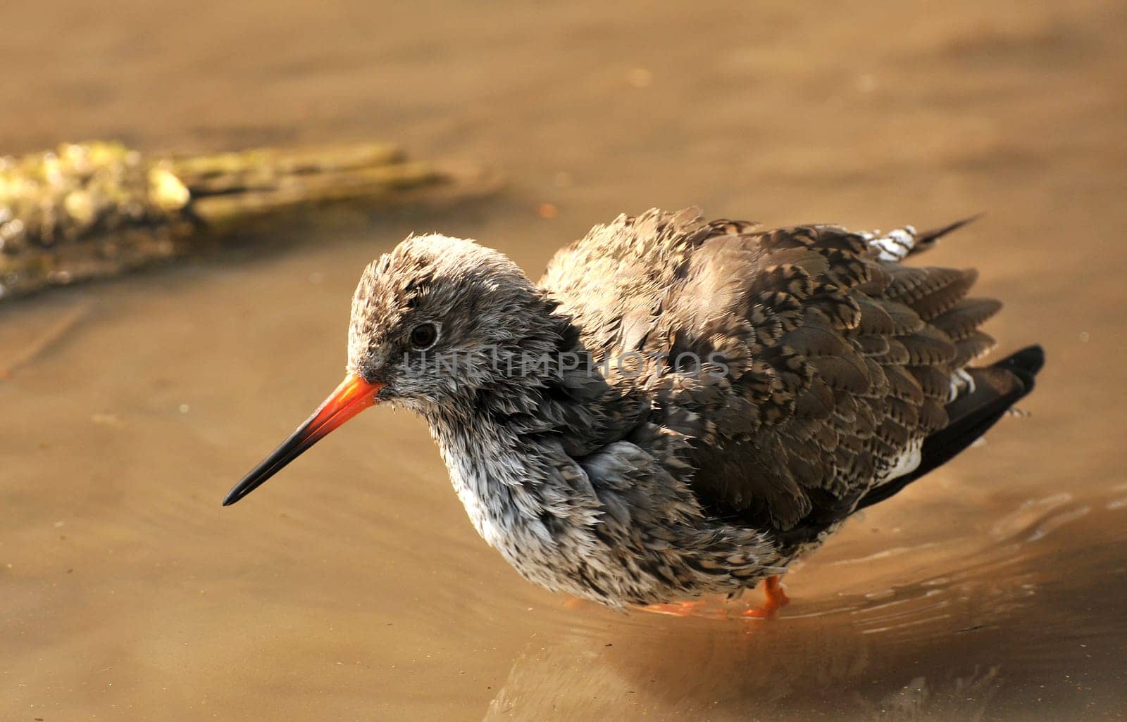 The Redshank