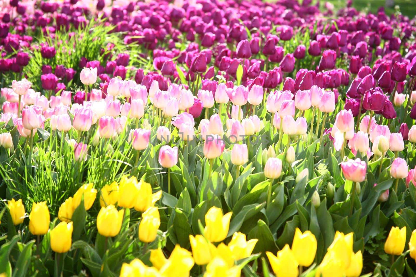 tulips