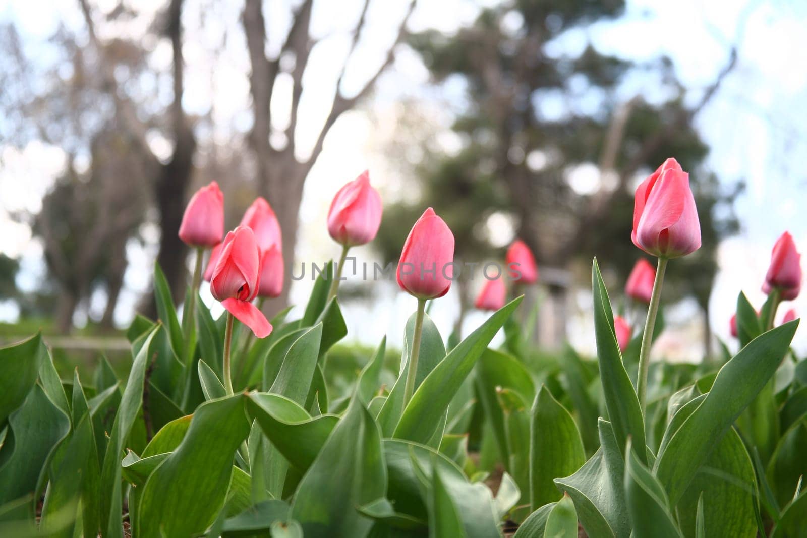 tulips