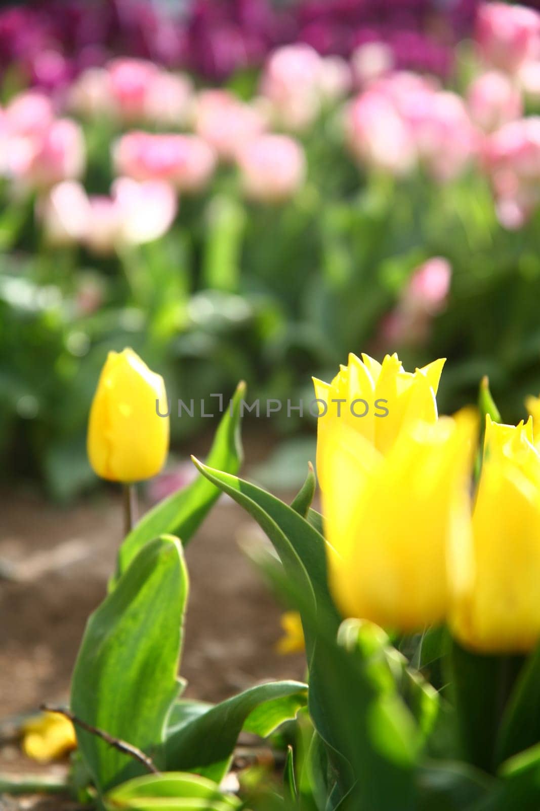 tulips