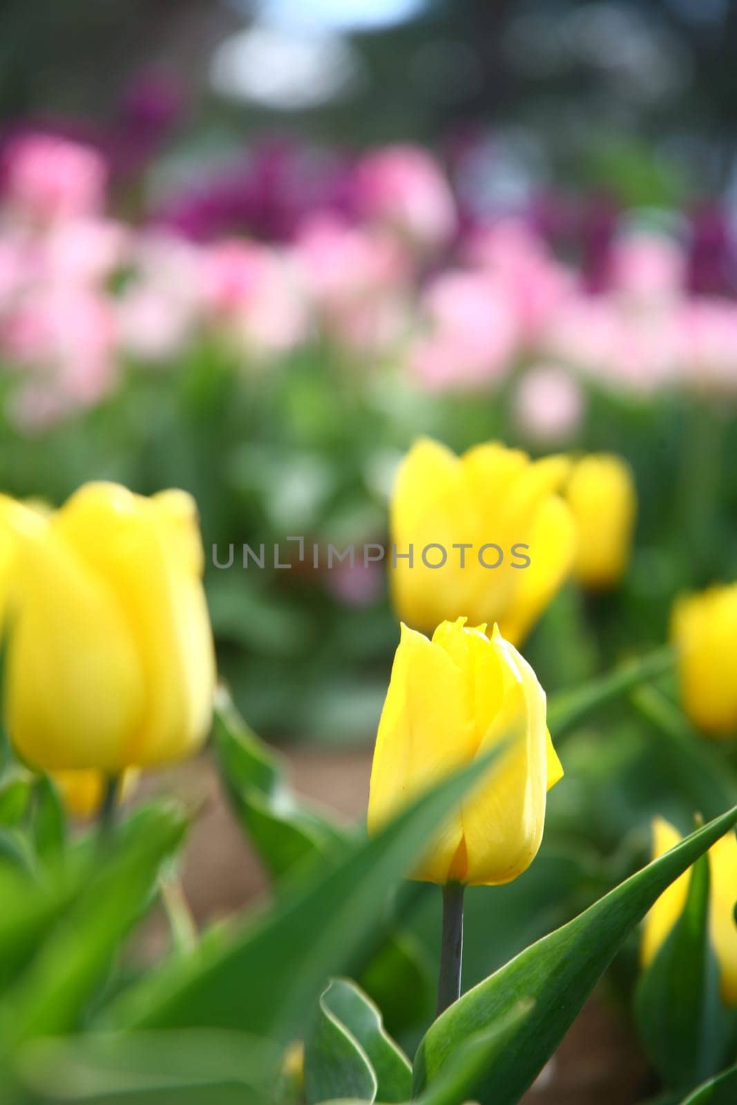 tulips