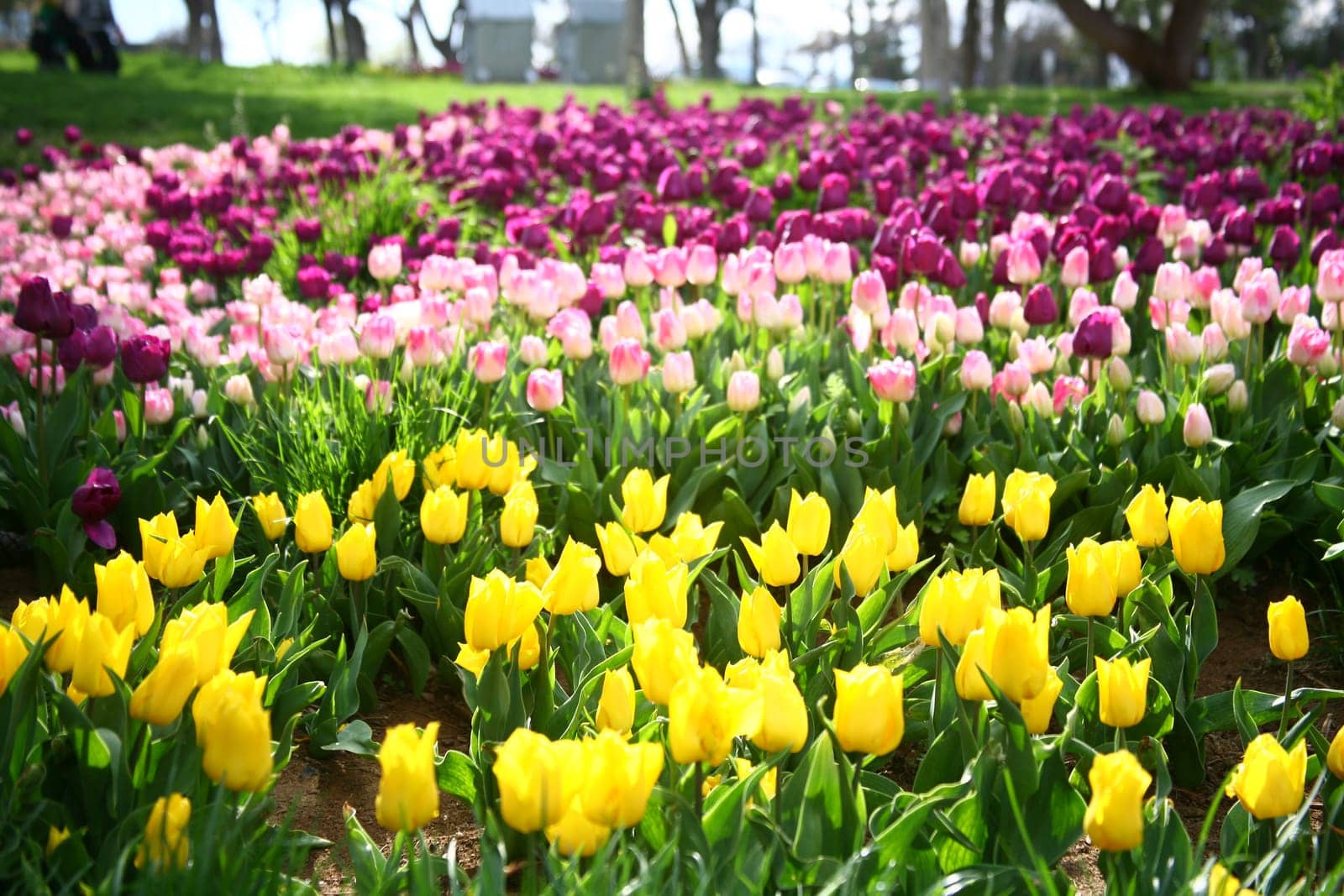 tulips