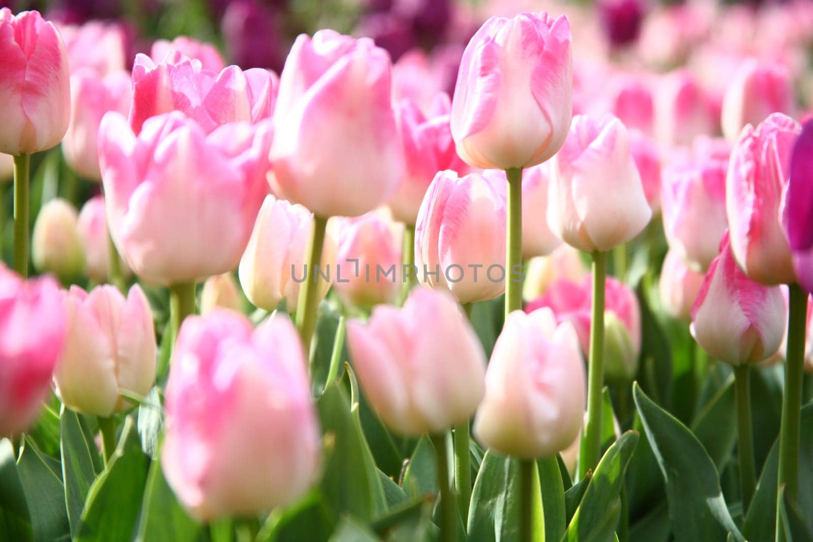 tulips