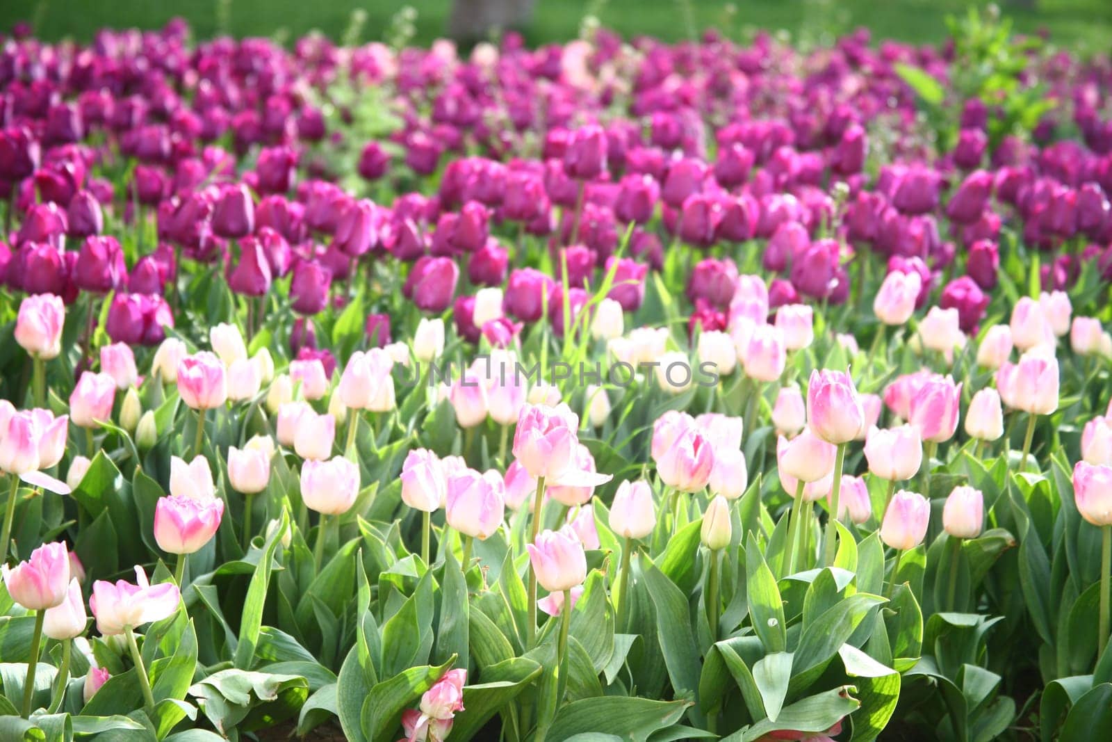 tulips
