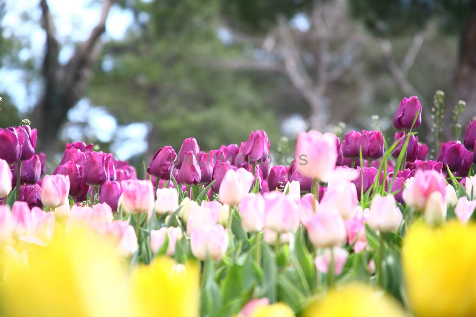 tulips