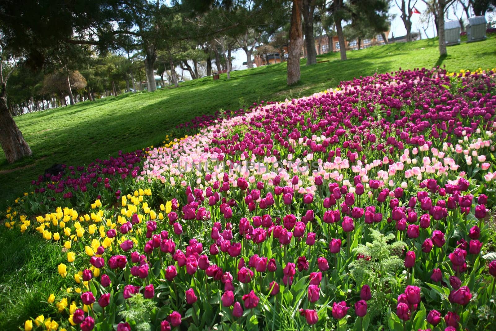 tulips
