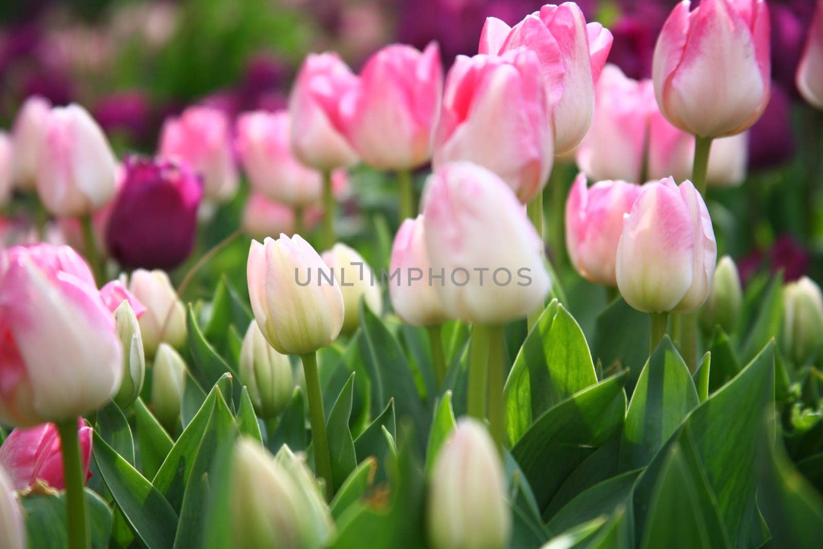 tulips