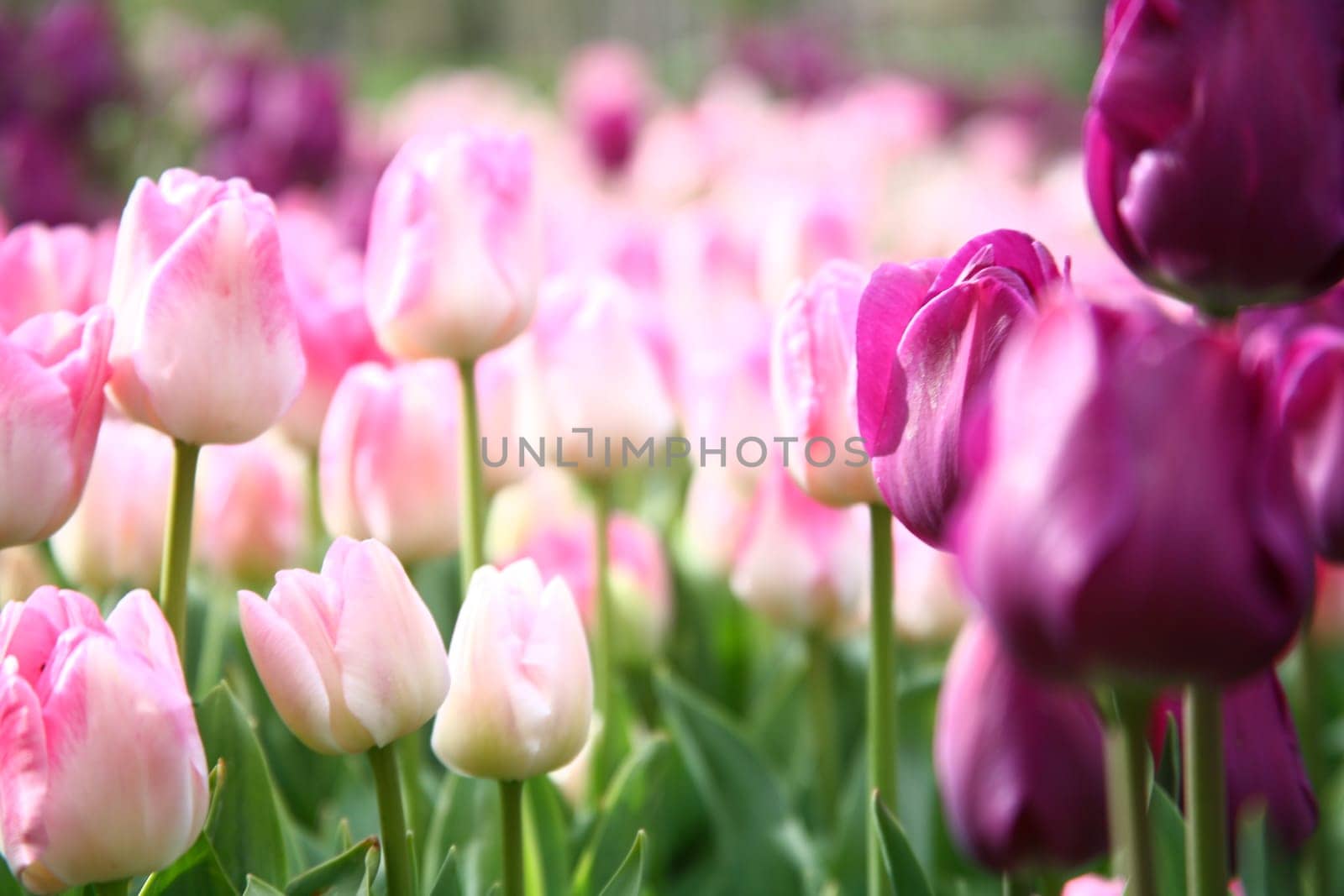 tulips