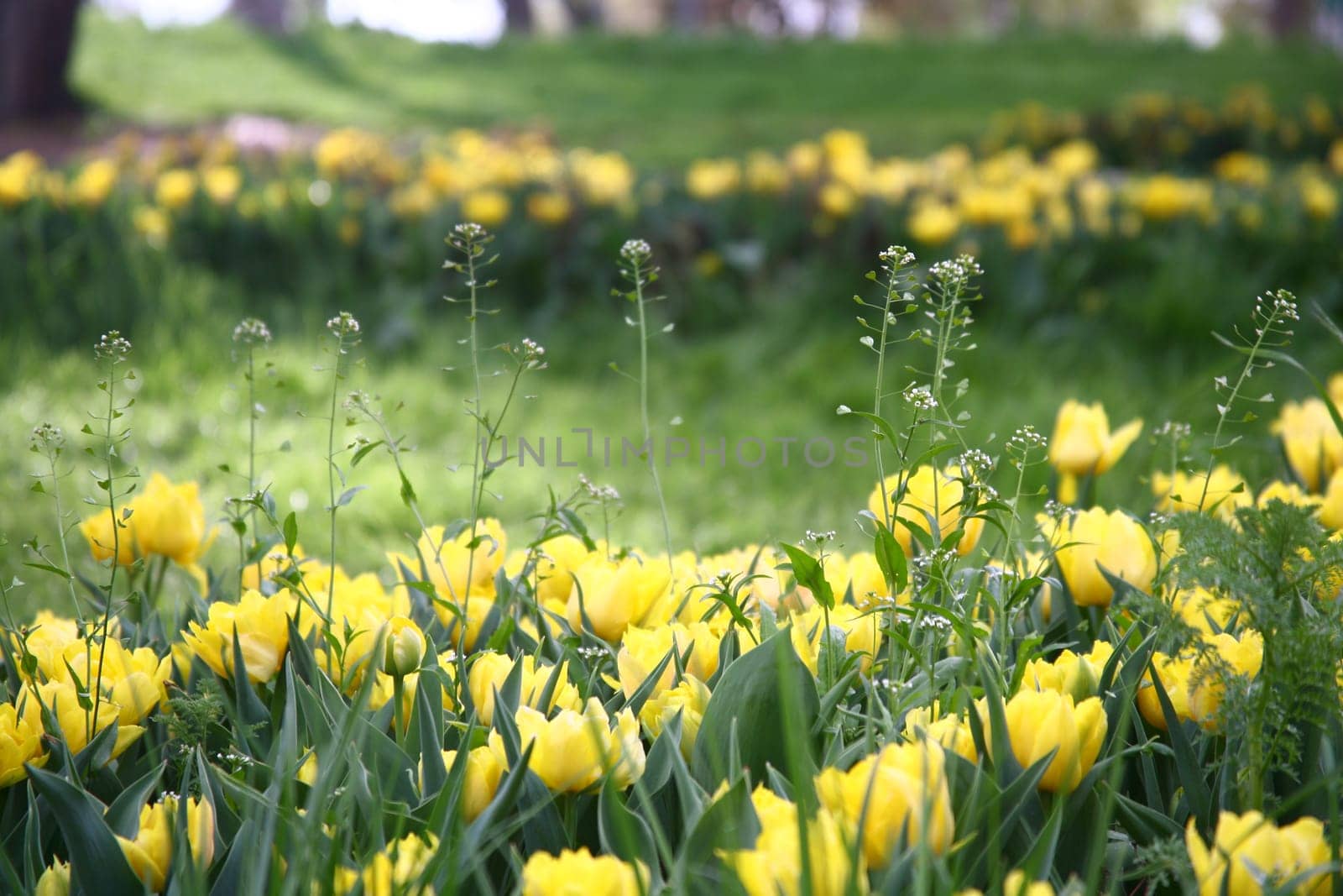 tulips