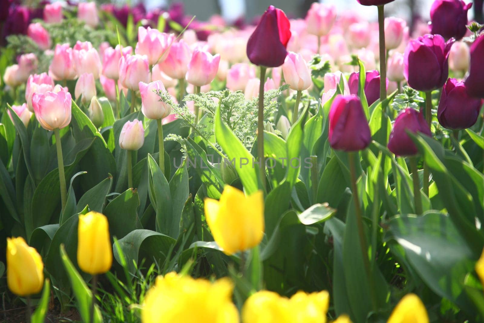tulips