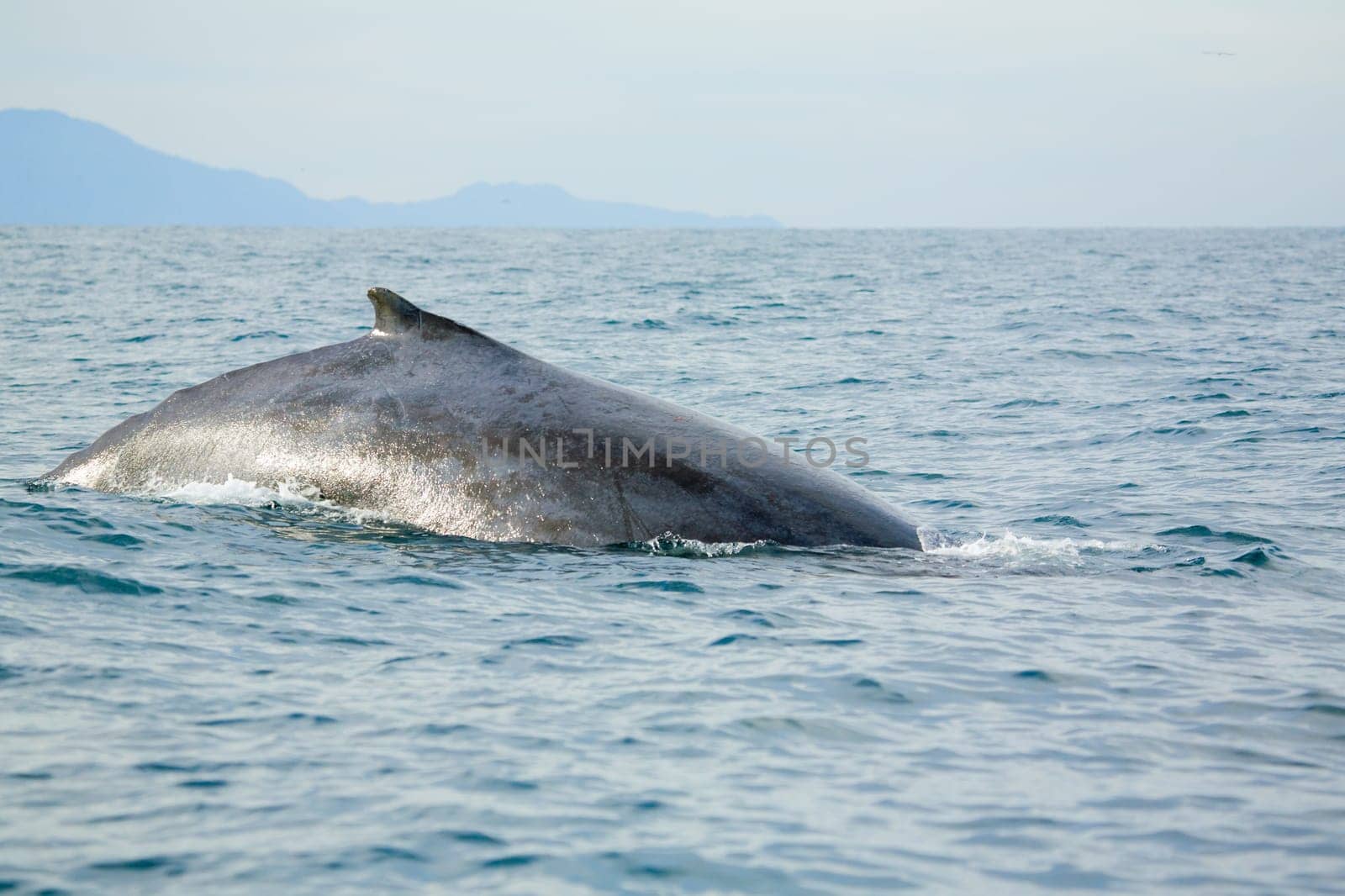 Whale watching