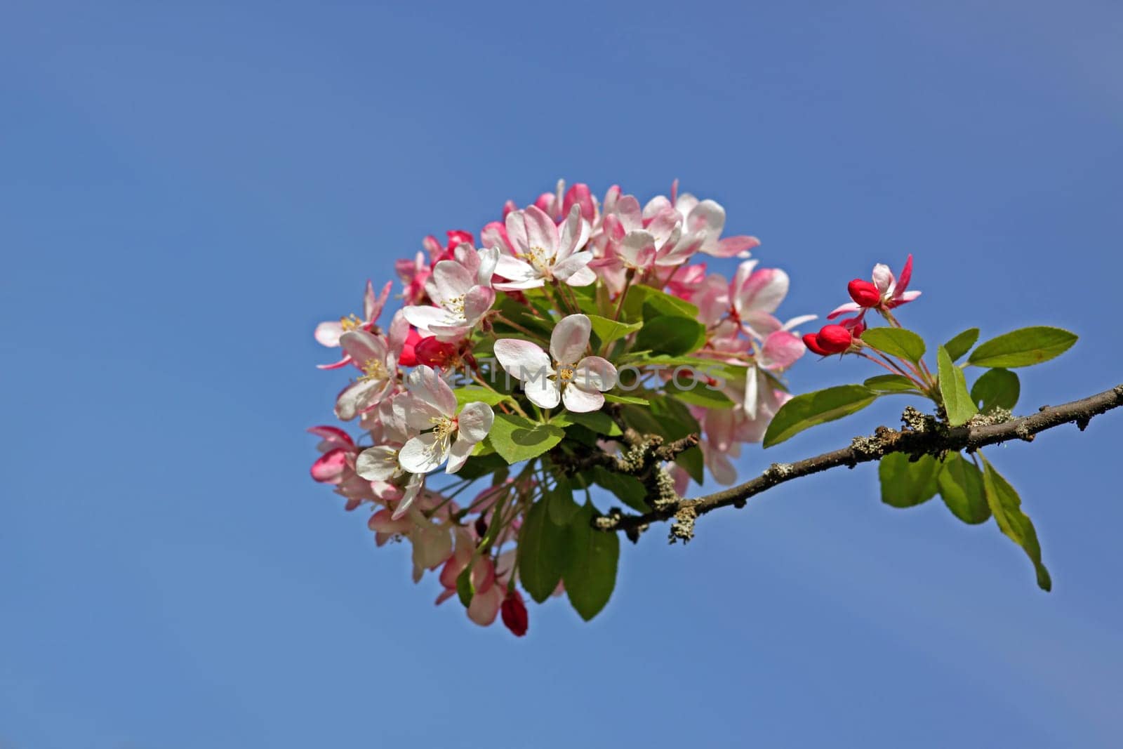 Japanese flowering crabapple