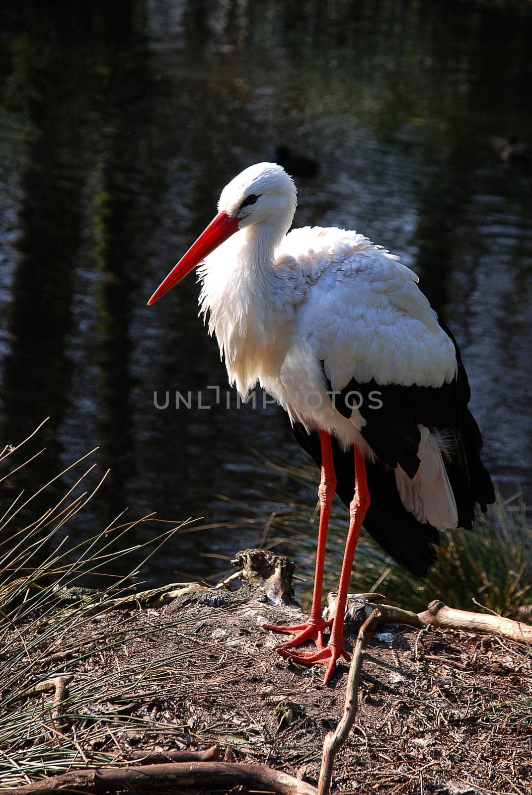 Stork