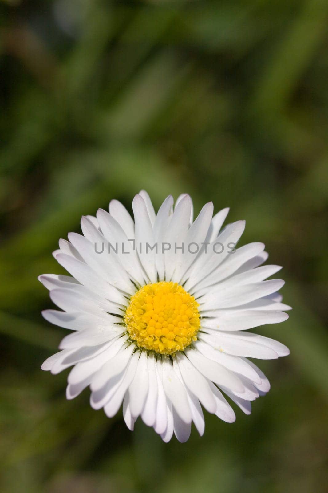 Chamomile,Matricaria inodora