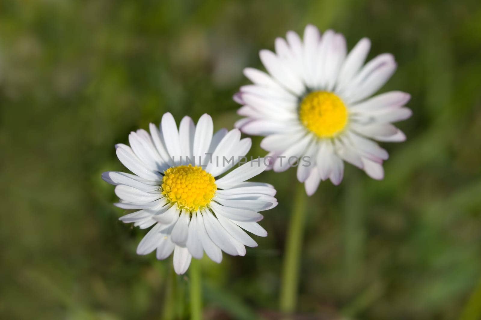 Chamomile,Matricaria inodora