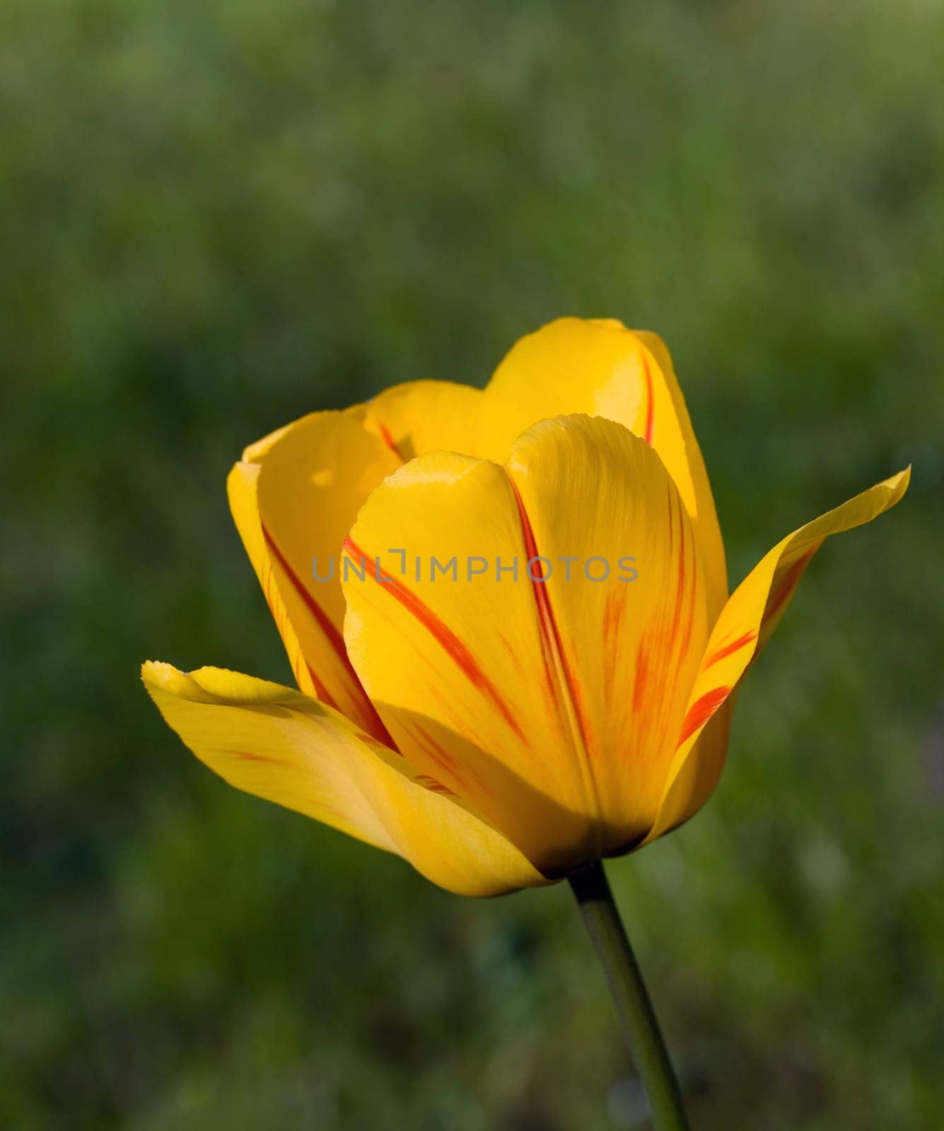 Tulip - yellow,macro