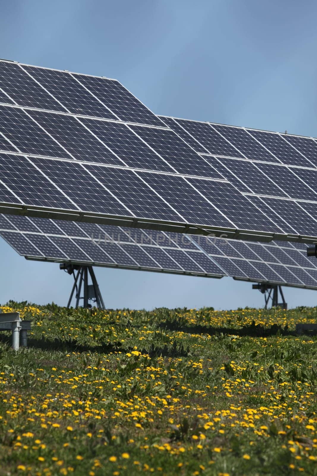 Photovoltaics with dandelions