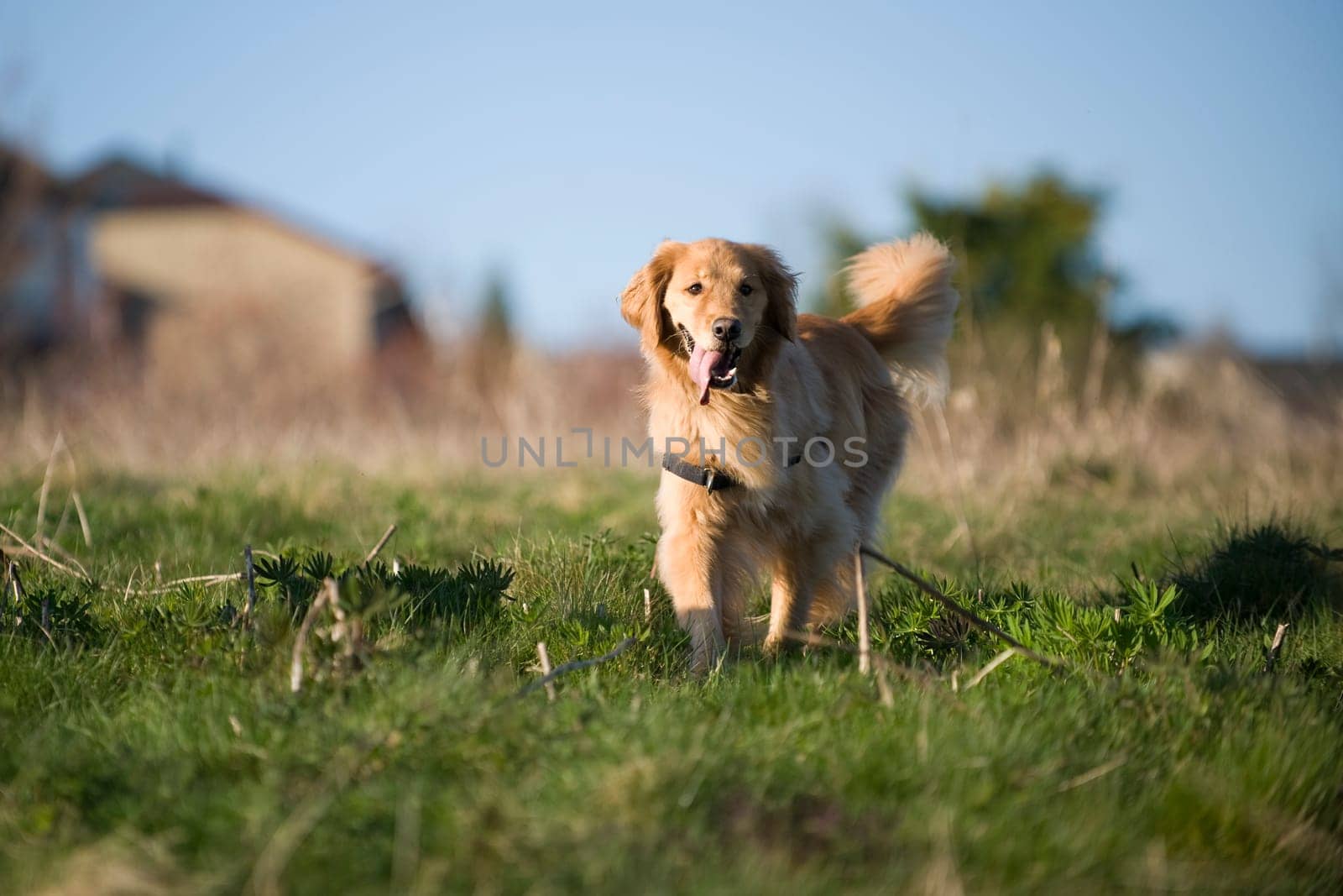 Golden Retriever in afternoon