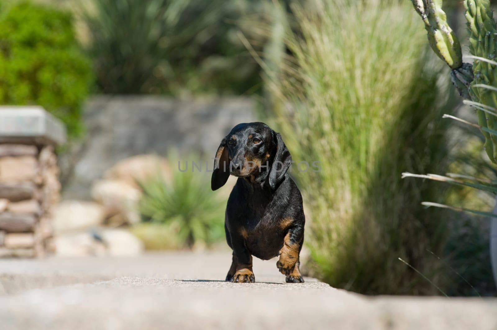Daschund walks towards camera