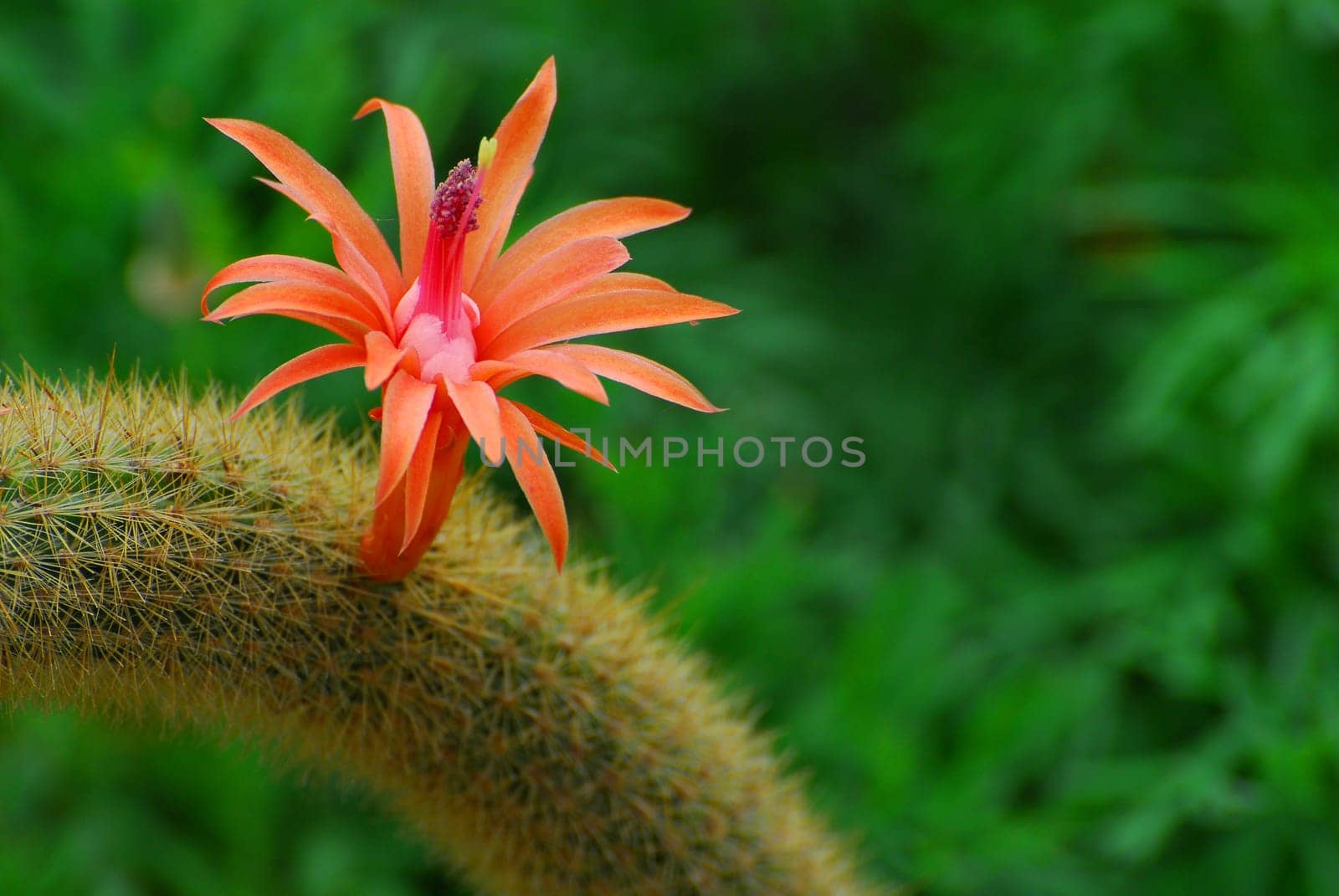 The Cactus Blossom
