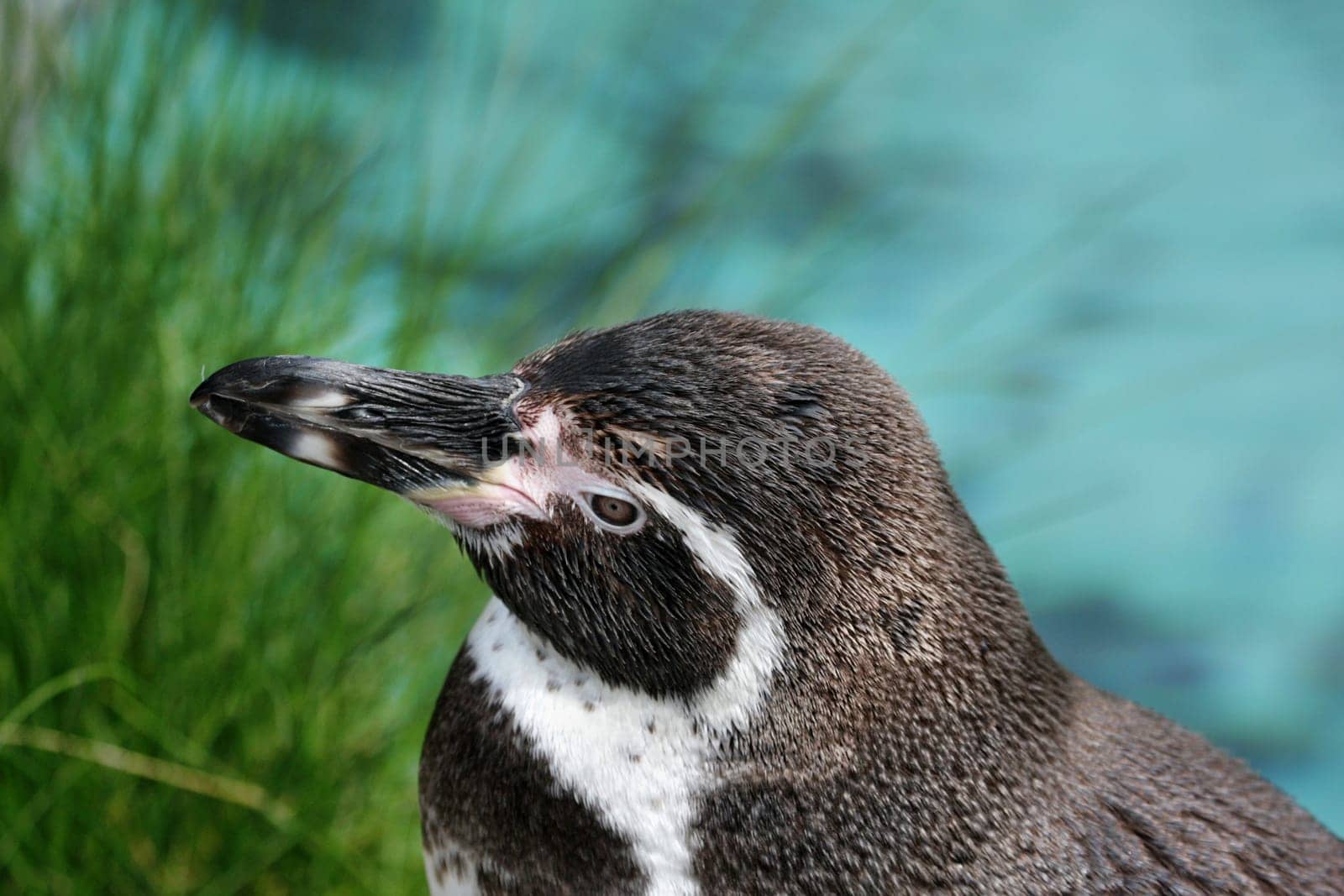 PenguinPortrait