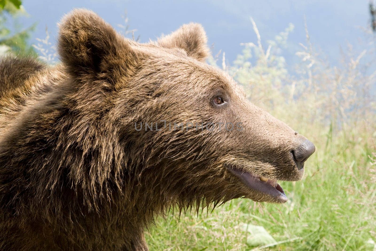 Wild Bear In The Forest