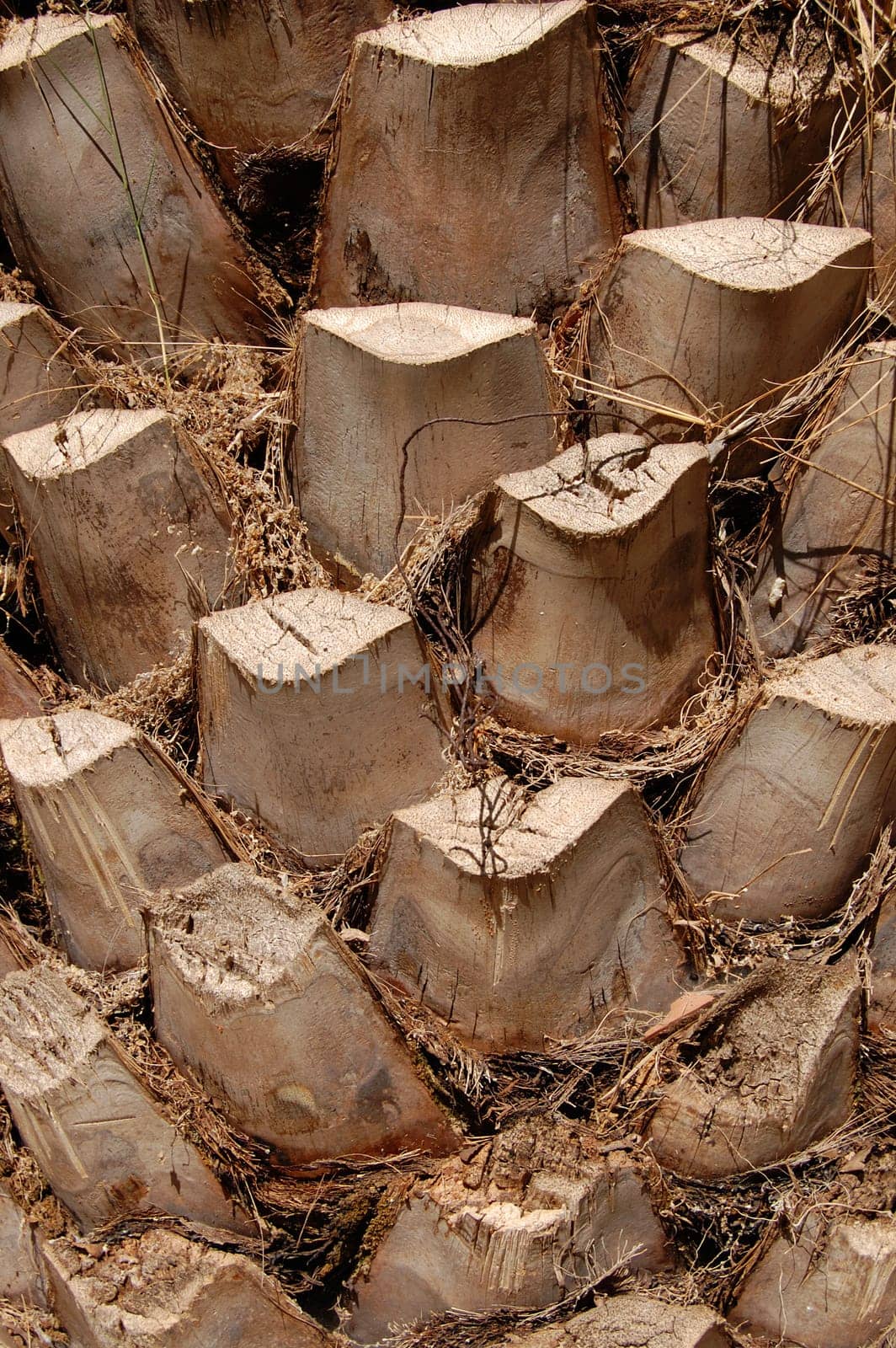 palm tree trunk