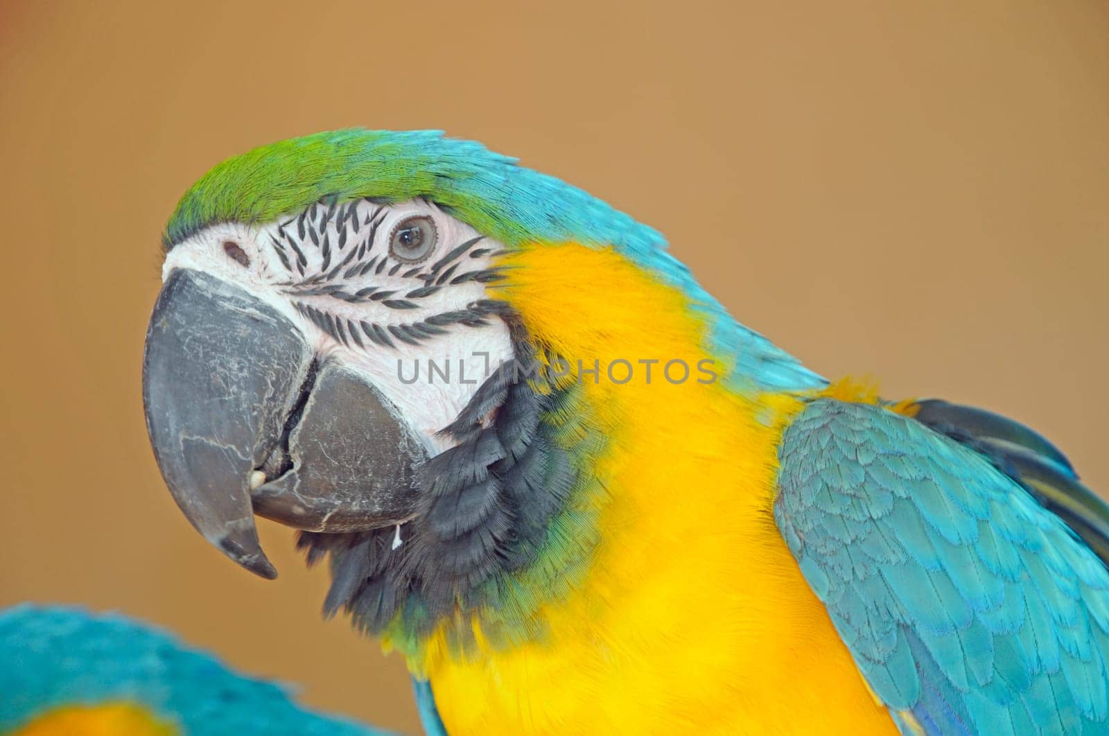 Yellow-breasted Macaw