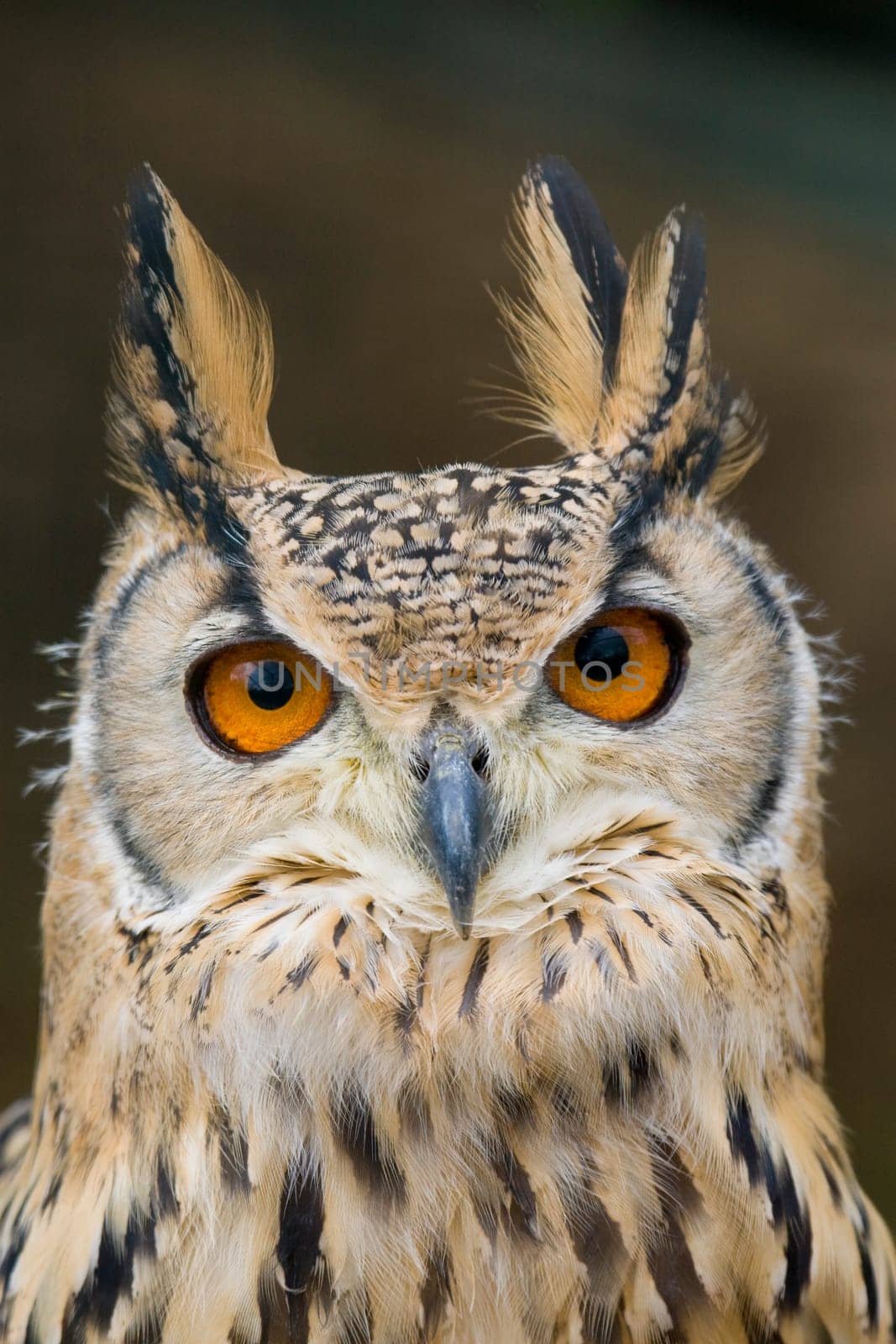 Eagle Owl Portrait