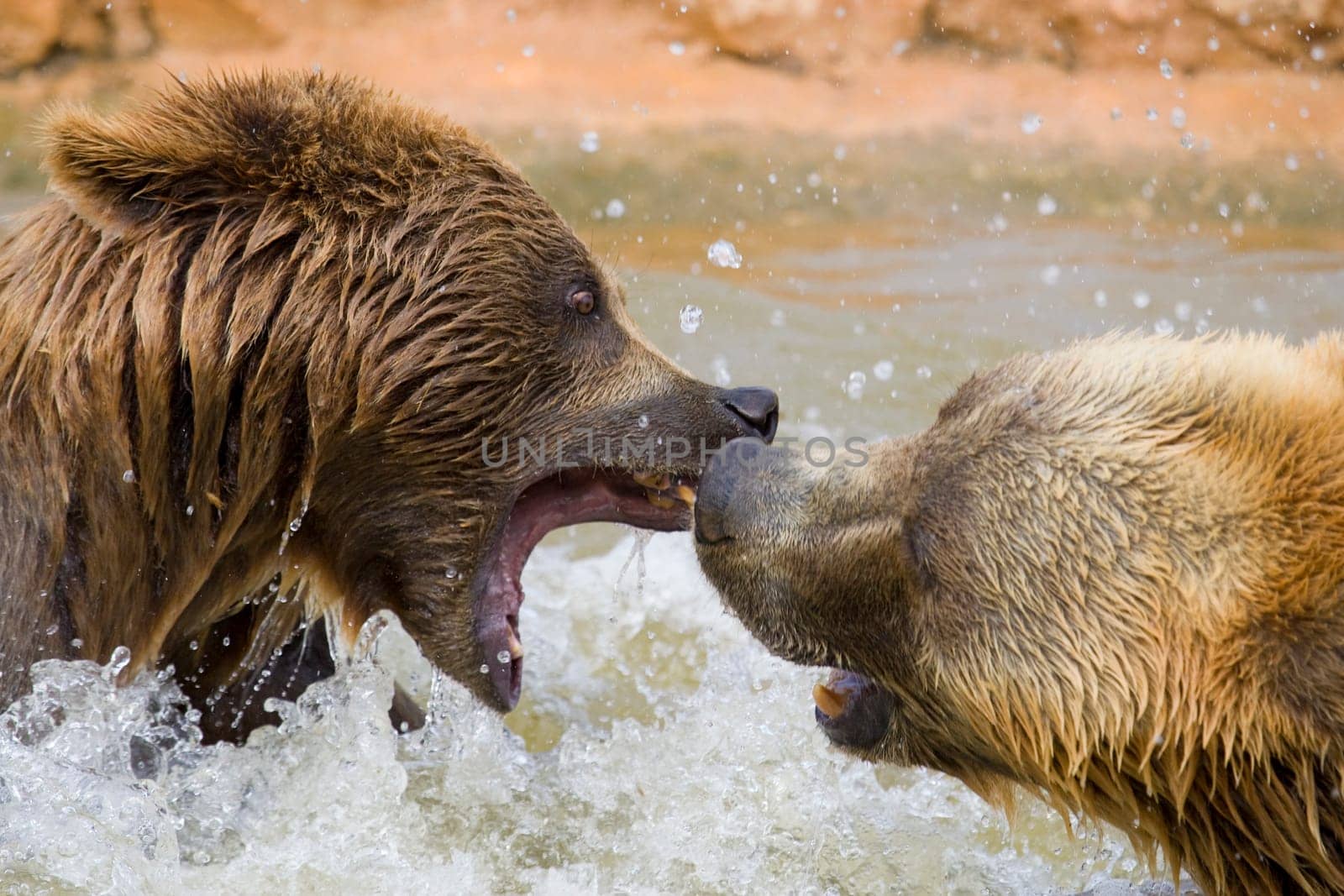 Brown Bears Fighting in the Water