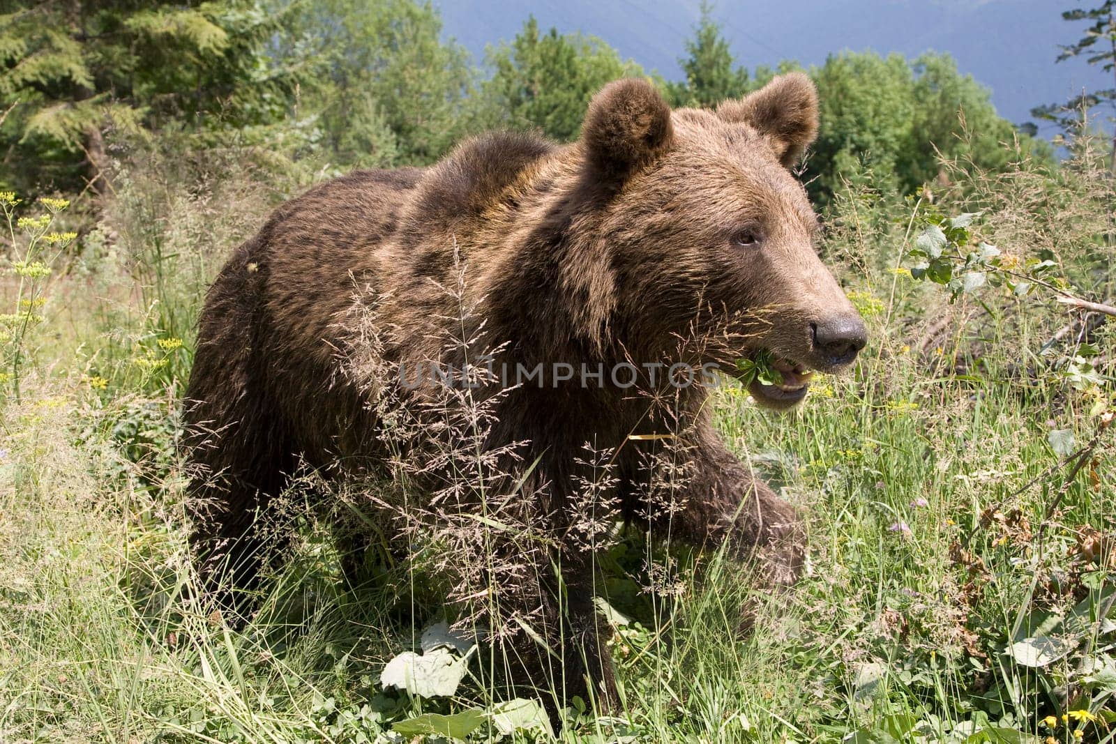 Wild Bear In The Forest
