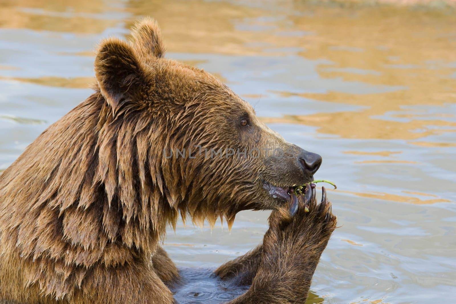Bear Feeding