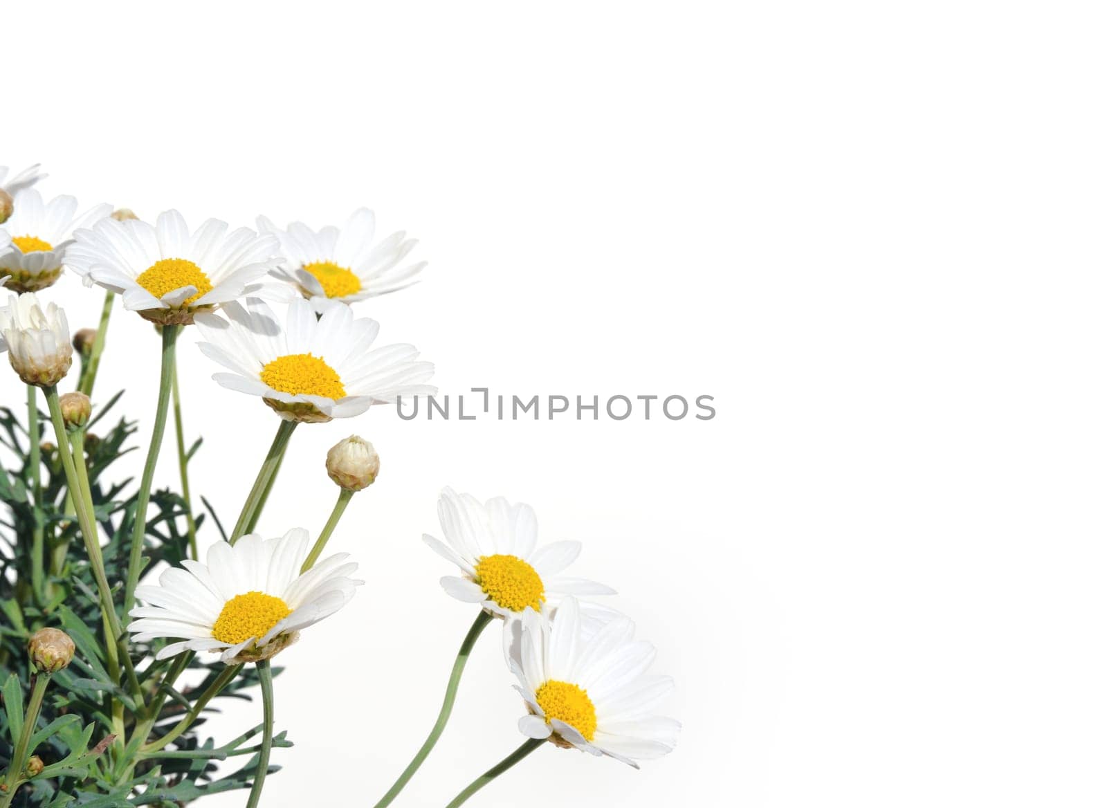 Fresh Daisies isolated on white background