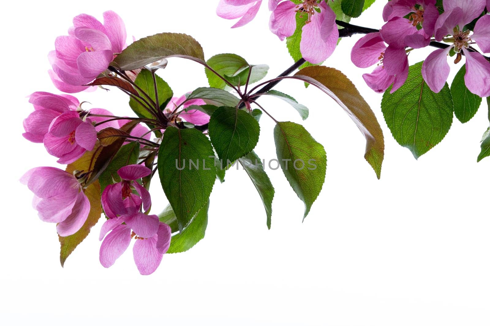 Cherry blossom pink