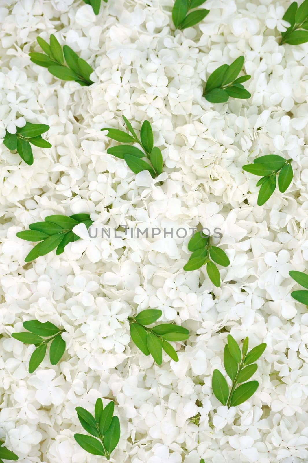 Guelder rose blossoms and myrtle leaves - background
