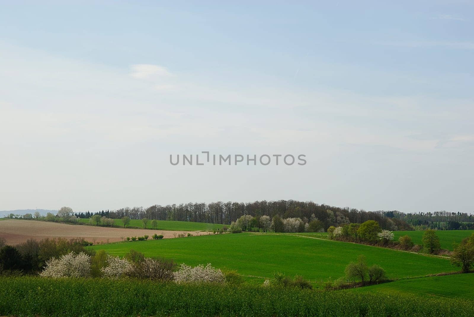 Spring Field 1
