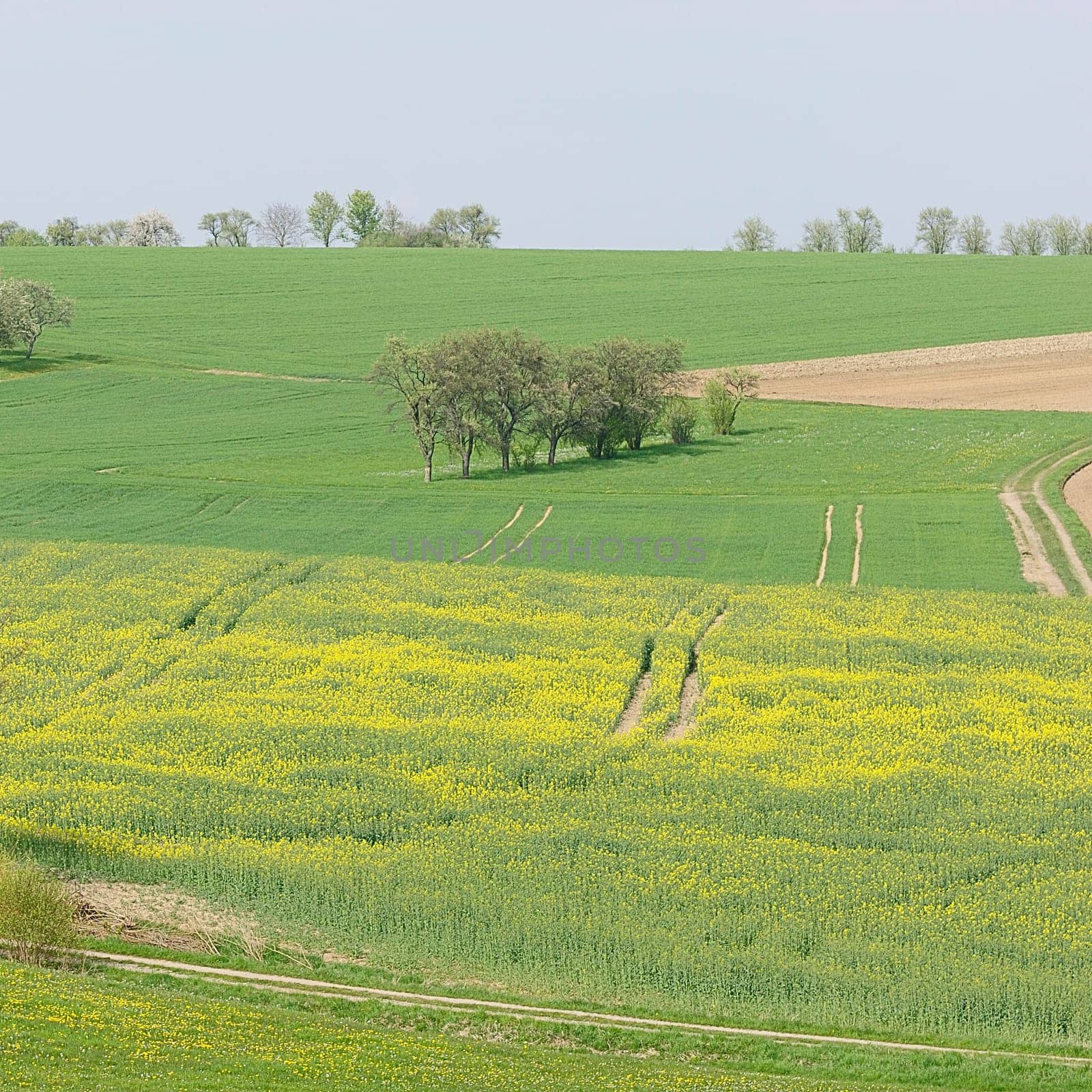 rapeseed 11